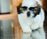 Teddy Bear Puppies For Sale Fairfield Furbabies